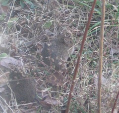 Microtus ochrogaster