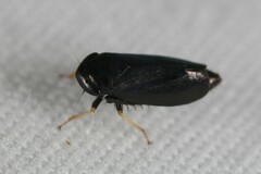 Limotettix anthracinus