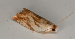 Ancylis platanana