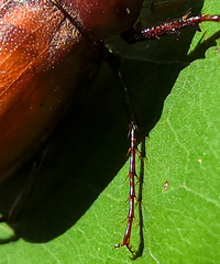 Phyllophaga quercus