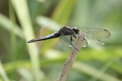 Orthetrum triangulare