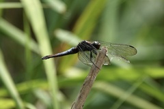 Orthetrum triangulare
