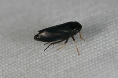 Limotettix anthracinus