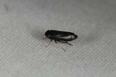 Limotettix anthracinus