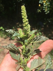 Amaranthus retroflexus