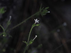 Allophyllum integrifolium