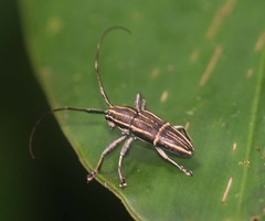 Grammoechus polygrammus