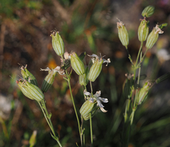Silene douglasii douglasii