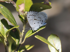 Celastrina idella