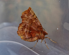 Selenia dentaria