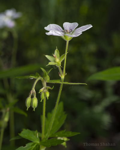 Richardson's geranium