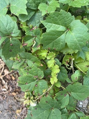 Parthenocissus
