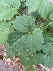 Parthenocissus