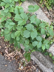 Parthenocissus