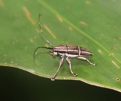 Grammoechus polygrammus