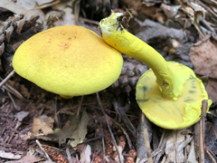 Pulveroboletus