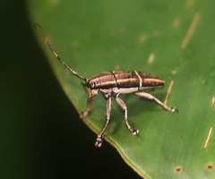 Grammoechus polygrammus