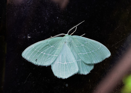 Small Emerald