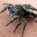 Phidippus borealis - Photo (c) Thomas Shahan, algunos derechos reservados (CC BY-NC), subido por Thomas Shahan