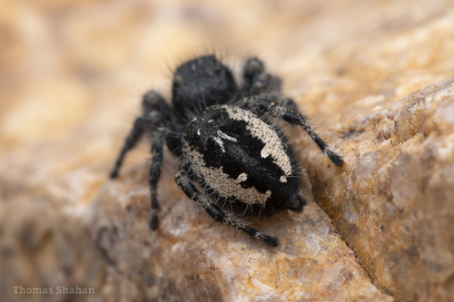 Boreal Tufted Jumping Spider