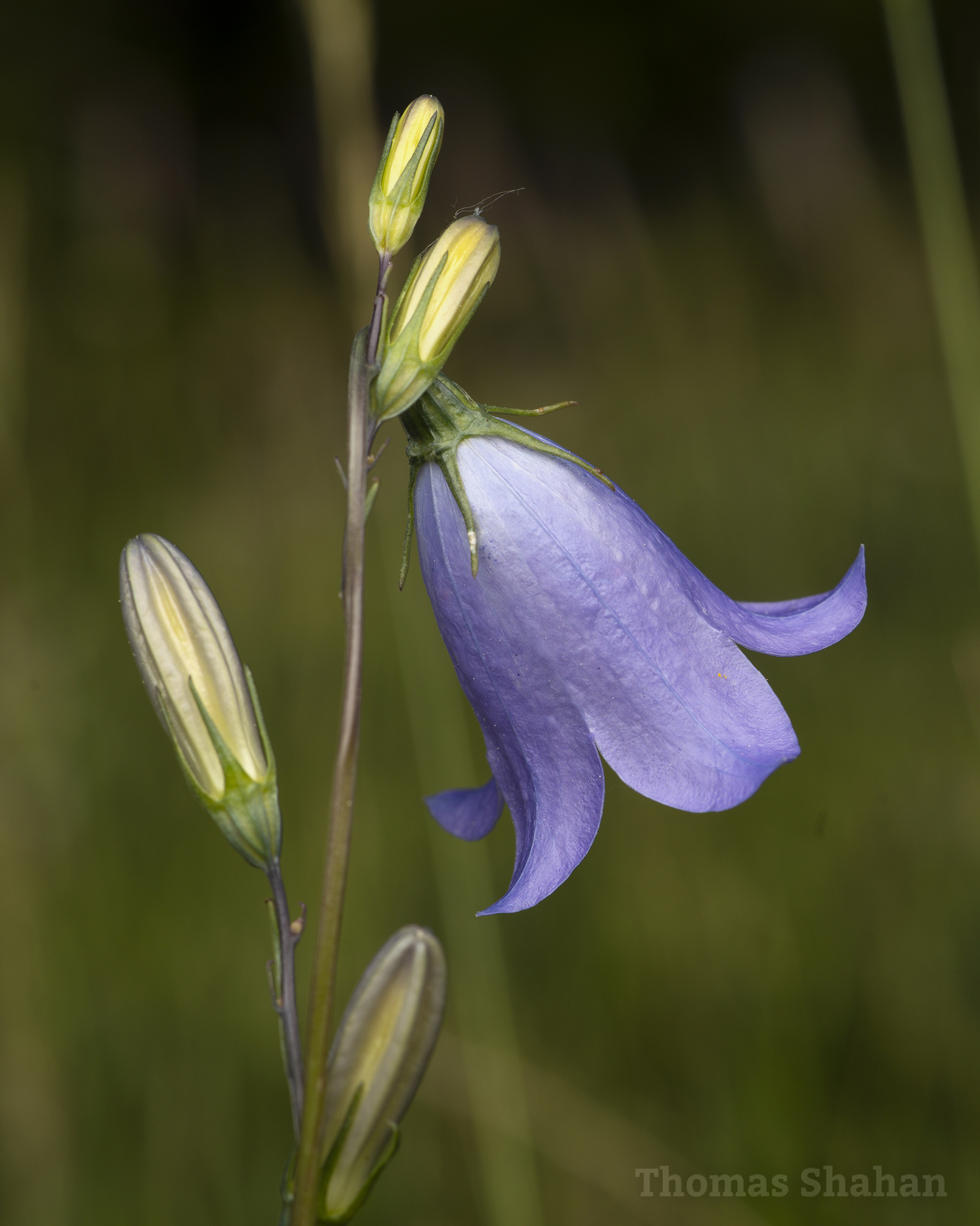 Campanula rotundifolia