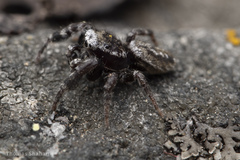 Dendryphantes nigromaculatus