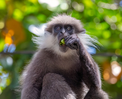 Semnopithecus vetulus nestor