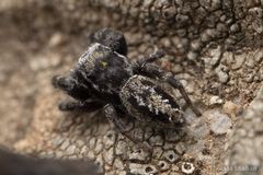 Dendryphantes nigromaculatus