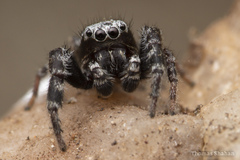 Dendryphantes nigromaculatus