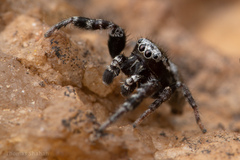 Dendryphantes nigromaculatus