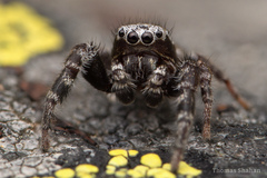 Dendryphantes nigromaculatus