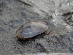 Hiatula alba