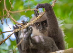 Semnopithecus vetulus nestor