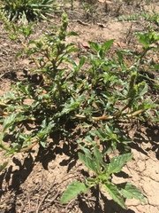 Amaranthus retroflexus