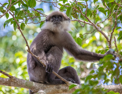 Semnopithecus vetulus nestor