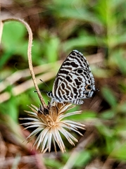Leptotes plinius