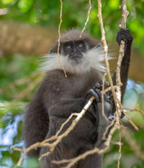 Semnopithecus vetulus nestor