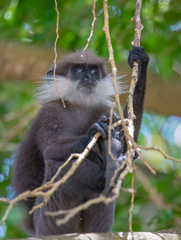 Semnopithecus vetulus nestor