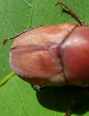 Phyllophaga quercus