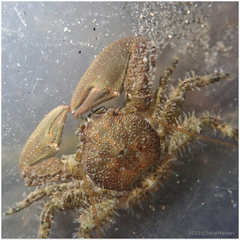 Petrolisthes cabrilloi