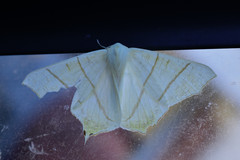 Ourapteryx sambucaria