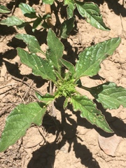 Amaranthus retroflexus