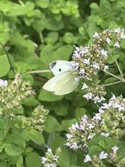 Pieris rapae