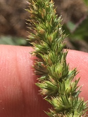 Amaranthus retroflexus