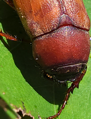 Phyllophaga quercus