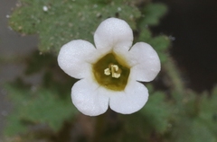 Phacelia perityloides