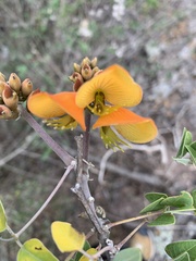 Erythrina breviflora