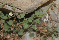 Phacelia perityloides