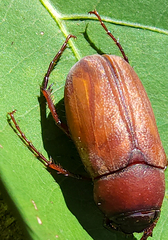Phyllophaga quercus