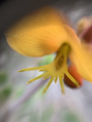 Erythrina breviflora